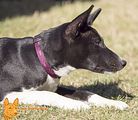 Basenji(1002)