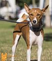 Basenji(1003) Amali