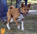 Basenji(1005)