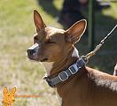 Basenji(1006)