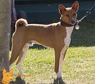 Basenji(1007)