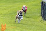 Basenji(1025) unter schwarz NALA