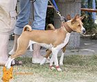 Basenji(1098)