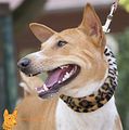 Basenji(1111) Nala