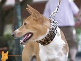 Basenji(1120) Nala