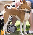 Basenji(1130)