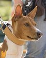 Basenji(1133)