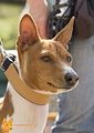 Basenji(1134)