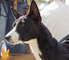 Basenji(1139)