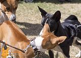 Basenji(1142)