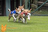 Basenji(1161) Finale, Nala unter Rot