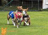 Basenji(1162) Finale, Nala unter Rot
