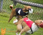 Basenji(1168) Finale, Nala unter Rot