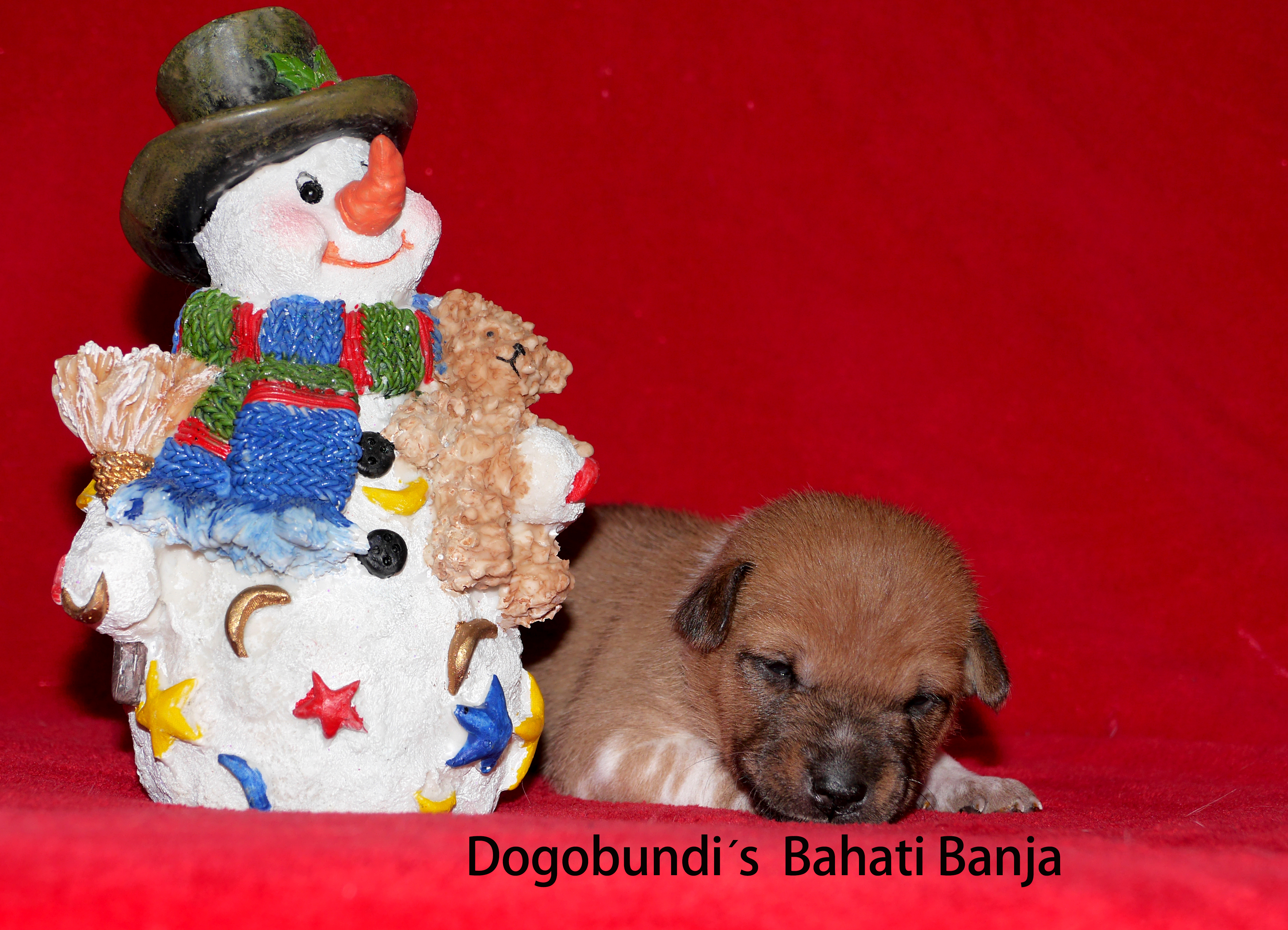 Dogobundi´s Bahati Banja