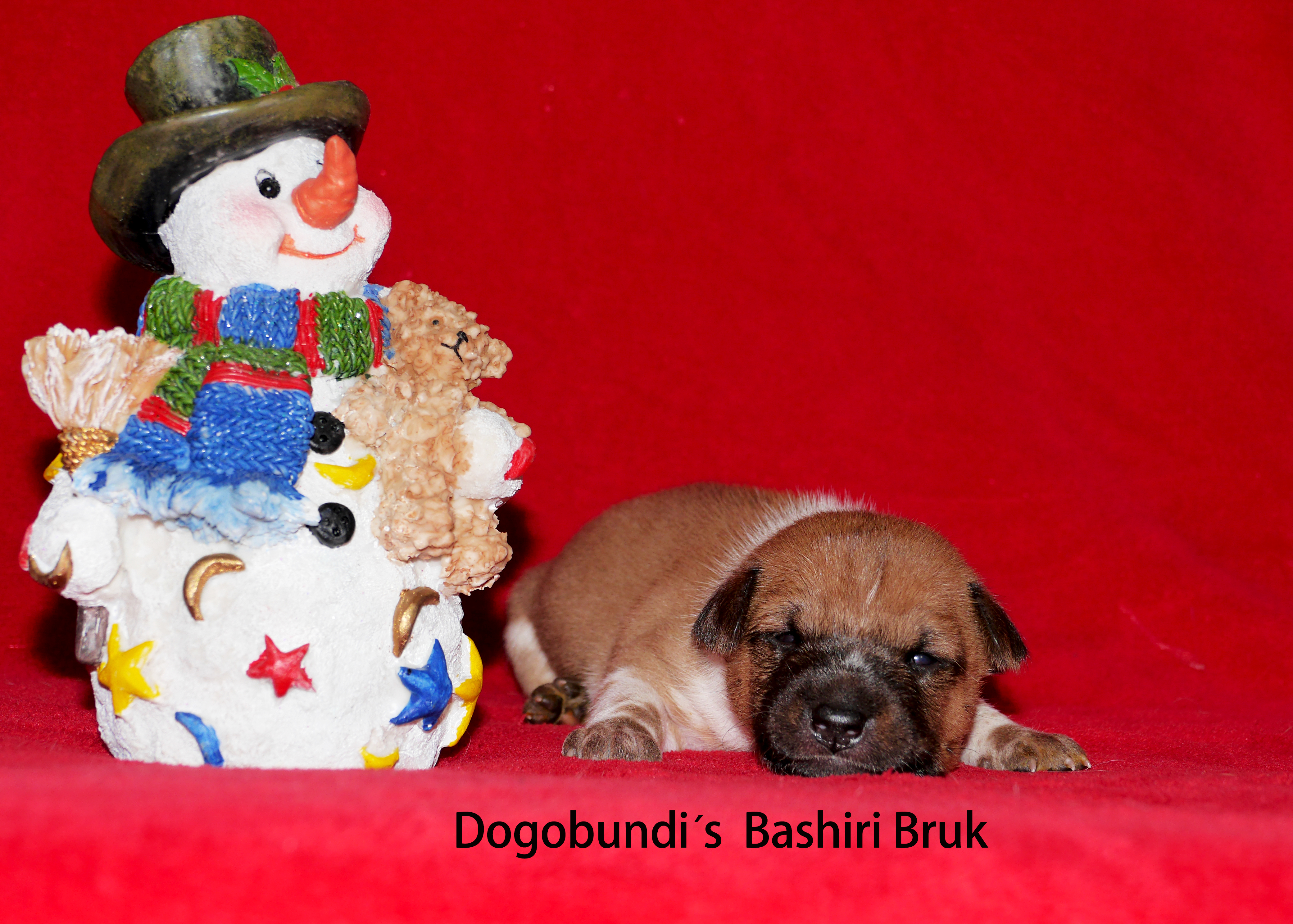 Dogobundi´s Bashiri Bruk