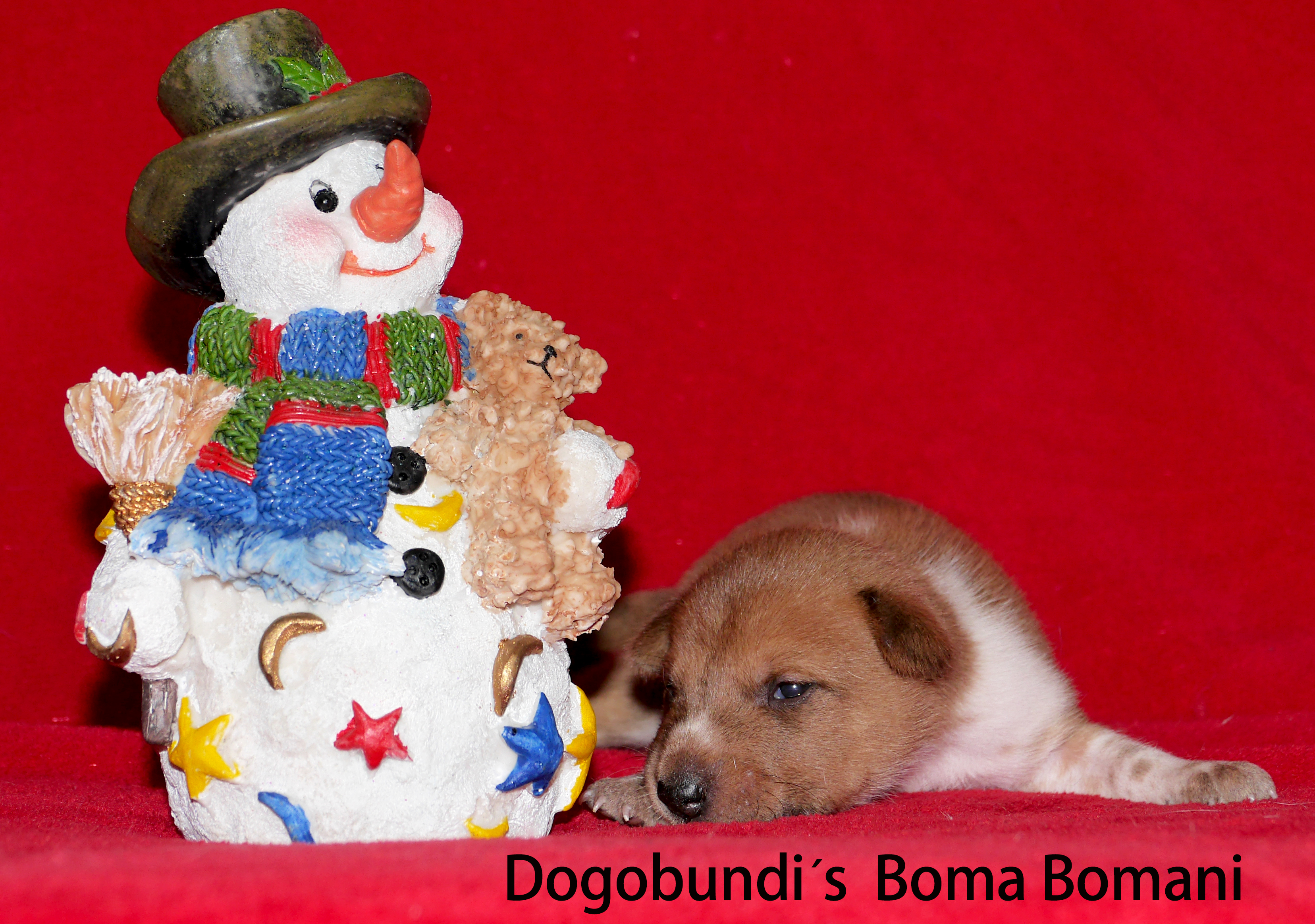 Dogobundi´s Boma Bomani