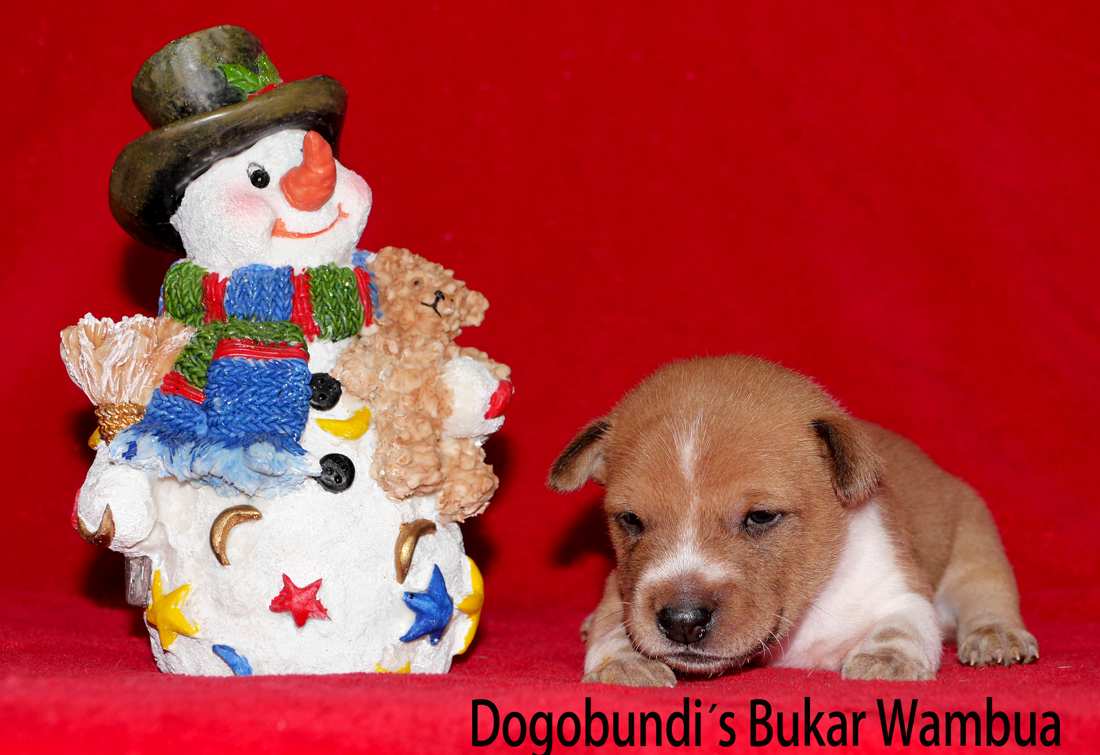 Dogobundi´s Bukar Wambua