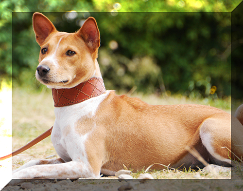 Basenji Welpen