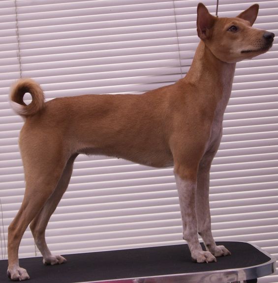www.Dogobundi.de