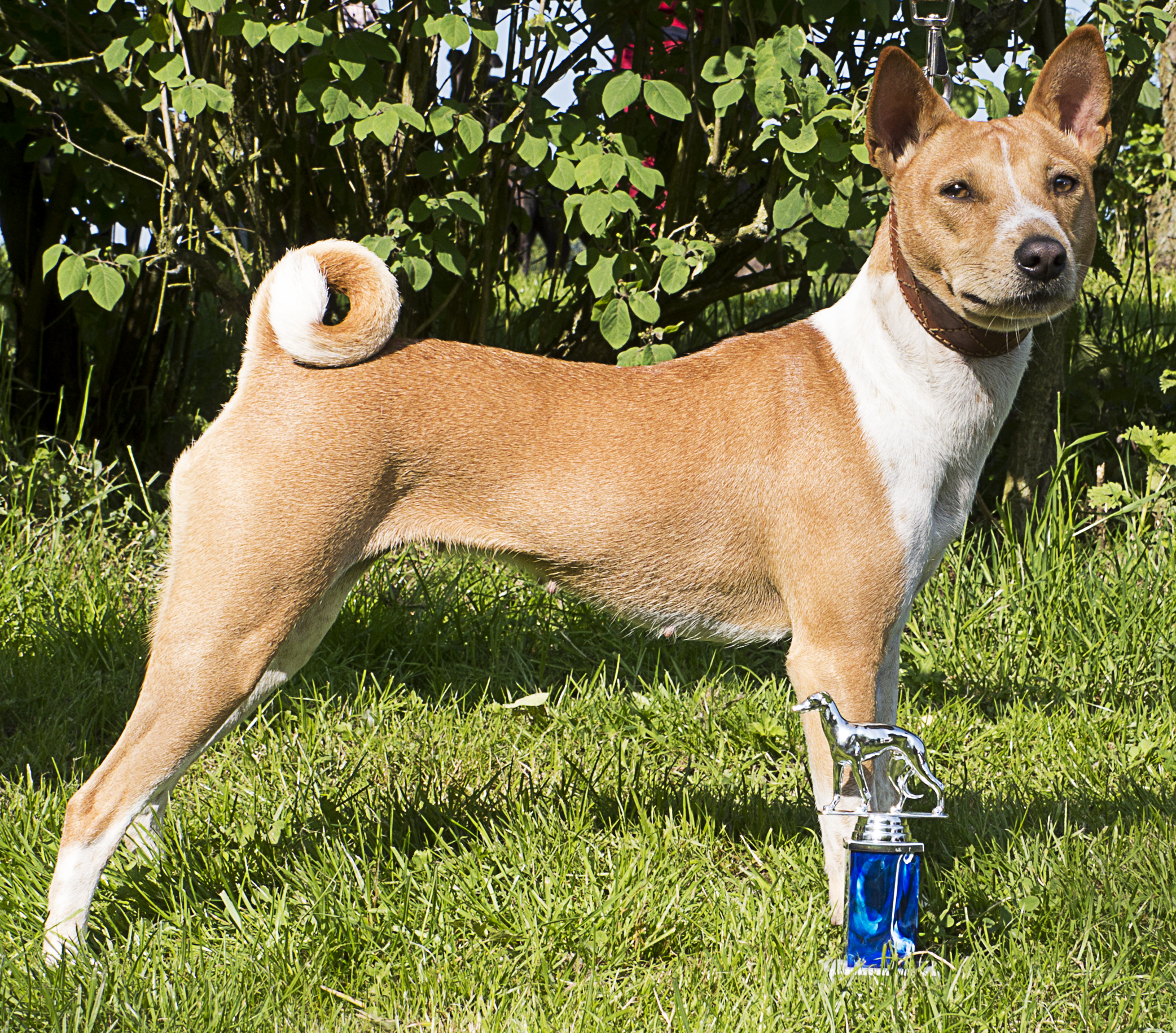 Basenji Rennen