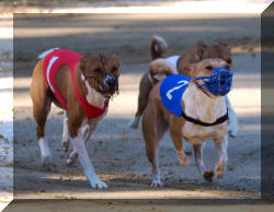 basenji in aktion