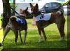 basenji halb afrikaner