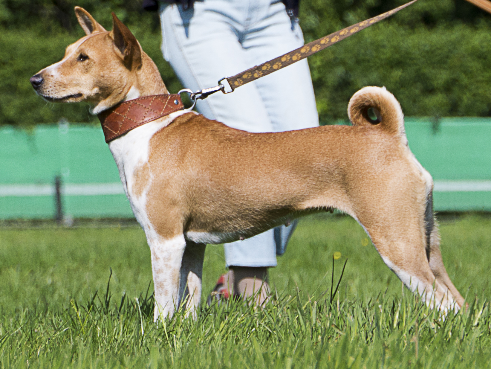 Kokojambo´s Imara Basenji