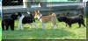 basenji welpenschule