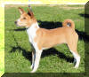 basenji kaufen