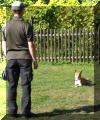 basenji training