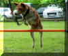 basenji agility