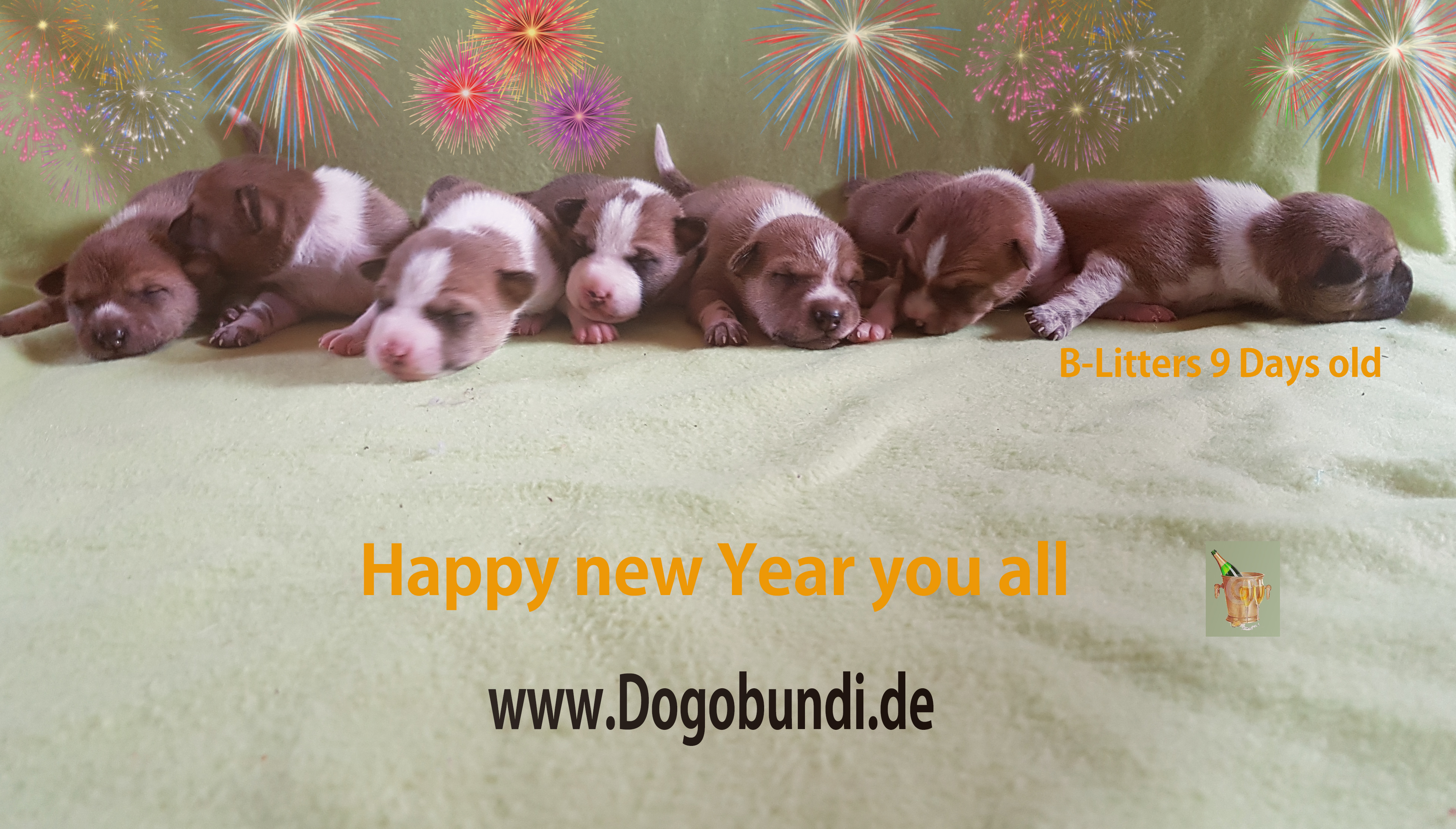 Basenji happy new year